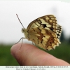 melanargia hylata talysh male ex ovo a